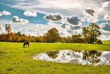 Horse Grazing In Pasture With Wetland's Pond