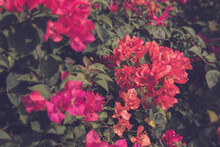Beautiful Close-up View Of Bush Bougenville With Branches In The Garden Bright Colors Blurry Background.
Bougenville Flower Are Also Called Paper Flowers, The Color Of Flower Sheath On Plant Varies