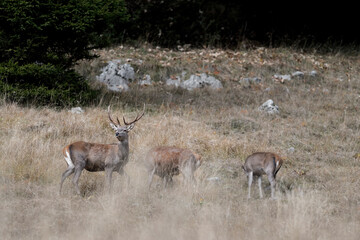 Wall Mural - Deer male with females in the wild (Cervus elaphus)