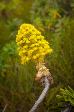 Closeup Shot Of A Mediterranean Yellow Wildflower