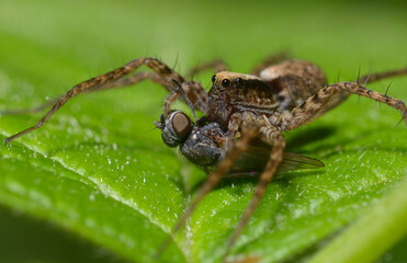 Wall Mural - Last tango. Wolf spider, Lycosidae, sitting on a leaf and eating a fly