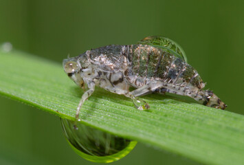 Wall Mural - Molt of a grasshopper drop dew on a plant stem