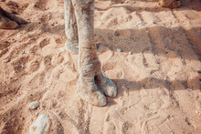 Camel Legs Close-up On Sand Background