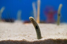 Spotted Garden Eel In The Aquarium	