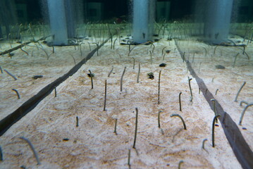 Poster - Spotted garden eel in the aquarium	