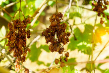 Decaying Grape And Vine Leaves. Poor Harvest, Drought