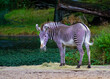 Zebra standing in the park with green grass