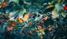 Beautiful Shallow Focus Of Red Small Cherries Growing On The Trees