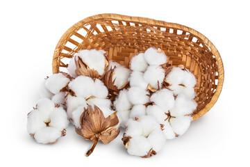 Wall Mural - Cotton plant flower in a wicker basket isolated on white background with clipping path and full depth of field