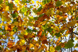 Autumn leaves on branch blowing in wind, backlit by sunlight. Foliage of London Plane tree 