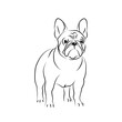 vector white black french bulldog pet sticker puppy mascotsymbol sweet dog emblem 