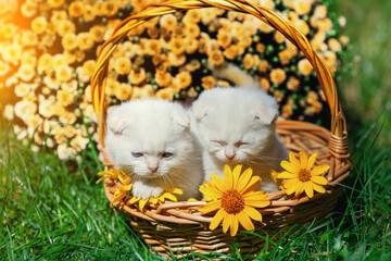 Wall Mural - Two cute funny little kittens sit in a basket in a summer garden