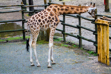 Poster - Tall giraffe with a long neck standing touching the green wooden barrier