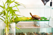 Red Ear Turtle Sunbathing In Aquaterrarium, Water Tiger Turtle (Trachemys Dorbigni)