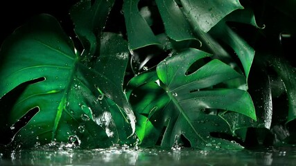 Wall Mural - Super slow motion shot of green monstera leaves with water drops, black background.