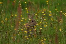 Rabbit In Wildflowers
