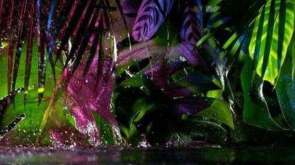 Wall Mural - Super slow motion shot of green and pink monstera leaves with water drops, black background.