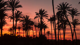 Fototapeta Zachód słońca - En Torrevieja en Lo Ferris un paraíso de palmeras