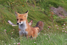 Closeup Of A Red Fox Hunting In Grass
