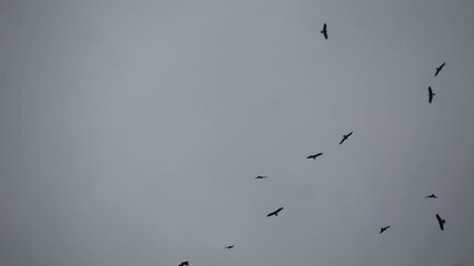 Wall Mural - A bird flock flying in the sky