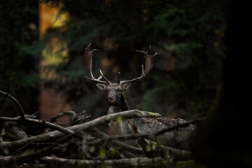 Wall Mural - fallow deer in the forest. deer during rutting time. european wildlife.