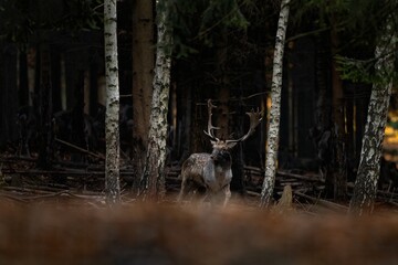 Wall Mural - fallow deer in the forest. deer during rutting time. european wildlife.