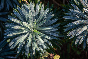 Water drops, dew, in a morning on a green plant with a background of grass