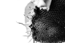 Selective Focus On Drooping Sunflower Head After Petals Have Wilted