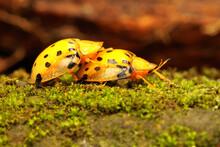 A Pair Of Aspidomorpha Miliaris Beetles Are Ready To Mating On Bushes.