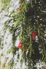 Wall Mural - native Australian weeping bottlebrush callistemon tree with red flowers outdoor with raindrops in beautiful tropical backyard