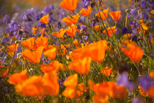 California Poppies In The Wild With Purple CA Bluebells