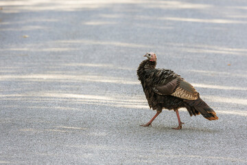 Wall Mural - Wild turkey crossing a road.Delaware County.New York.USA