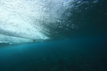 Wall Mural - underwater view of a surfing riding a wave in clear water