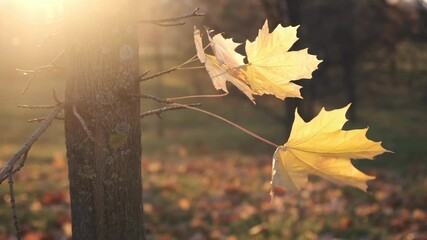 Wall Mural - bright evening scenery with few yellow maple leafs troubled by wind
