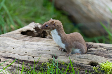 Wall Mural - Weasel, Mustela nivalis,