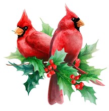 Watercolor Cliparts. Christmas And Winter Red Bird Cardinals.