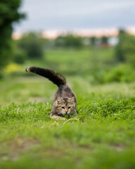 Wall Mural - nimble striped cat playing On the green grass on a summer day, claws out