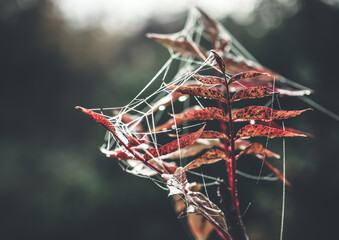 spider web on autumn leaves