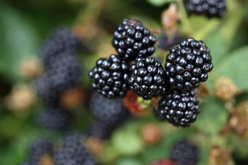 Canvas Print - Growing blackberries