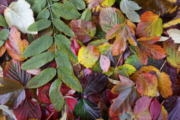 Poster - Different autumn leaves background