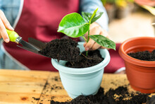 Housewives Are Planting Plants In Pots As A Hobby. Planting Trees In The Interior Of The House