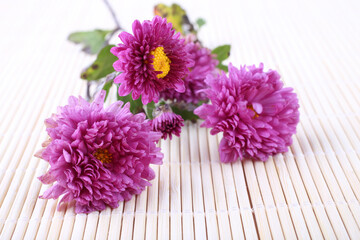 Canvas Print - Chrysanthemum on bamboo background