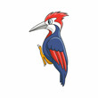 cartoon illustration cool woodpecker