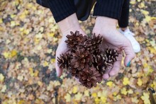 Person Holding A Handful Of Chestnuts