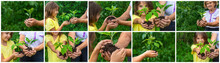 Collage Child And Grandmother Planting A Plant. Selective Focus.