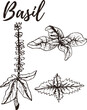 Basil. Set of hand drawn vector spices and herbs. Medicinal, cosmetic, culinary plants.