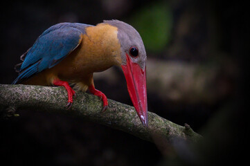 Sticker - Kingfisher of Thailand collection