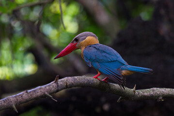 Sticker - Kingfisher of Thailand collection