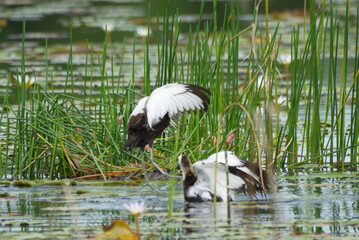 Poster - spectacular jacana birds