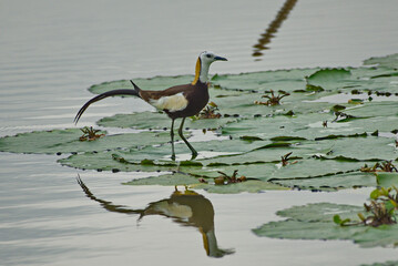 Poster - spectacular jacana birds